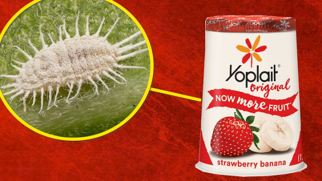 Strawberry Yoplait Yogurt Is One Of Many Foods Colored With Carmine A Natural Red Dye Made From Crushed Bugs